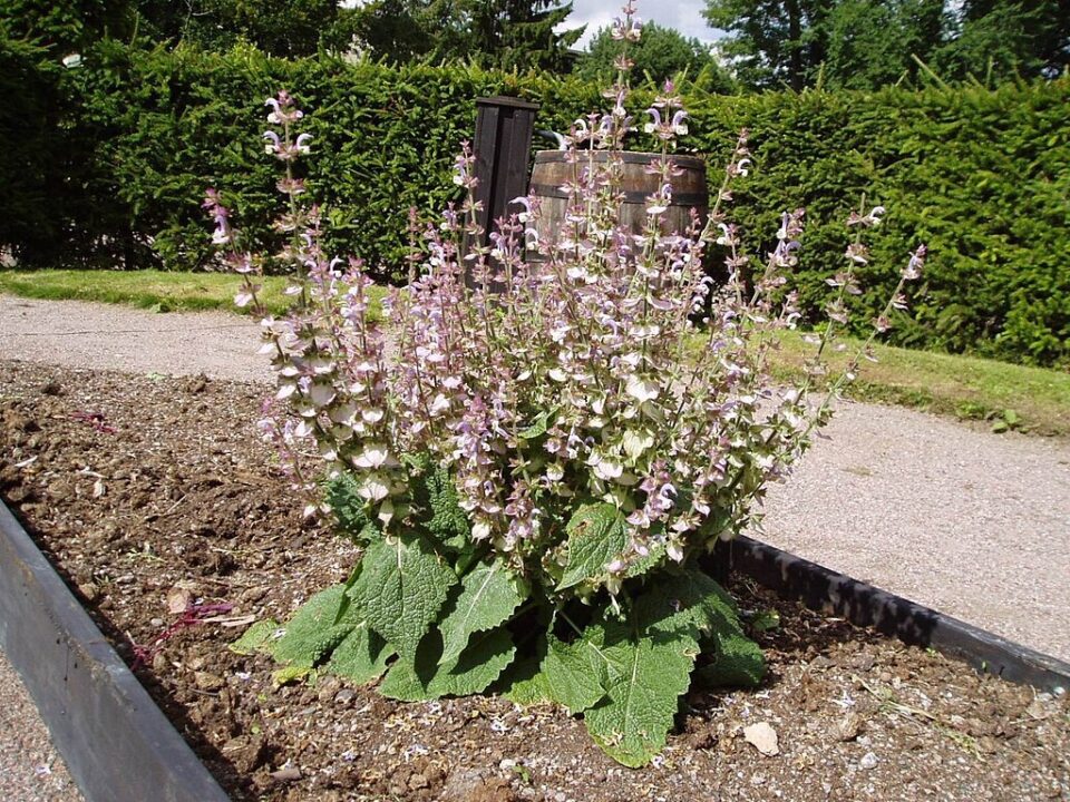 Šalvia muškátová (Salvia sclarea)
