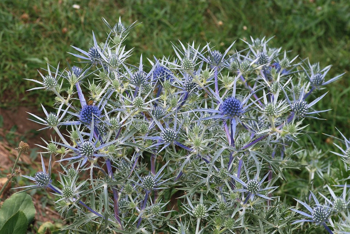Morský bodliak (Eryngium maritimum)