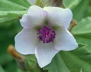 Ibiš lekársky (Althaea officinalis)