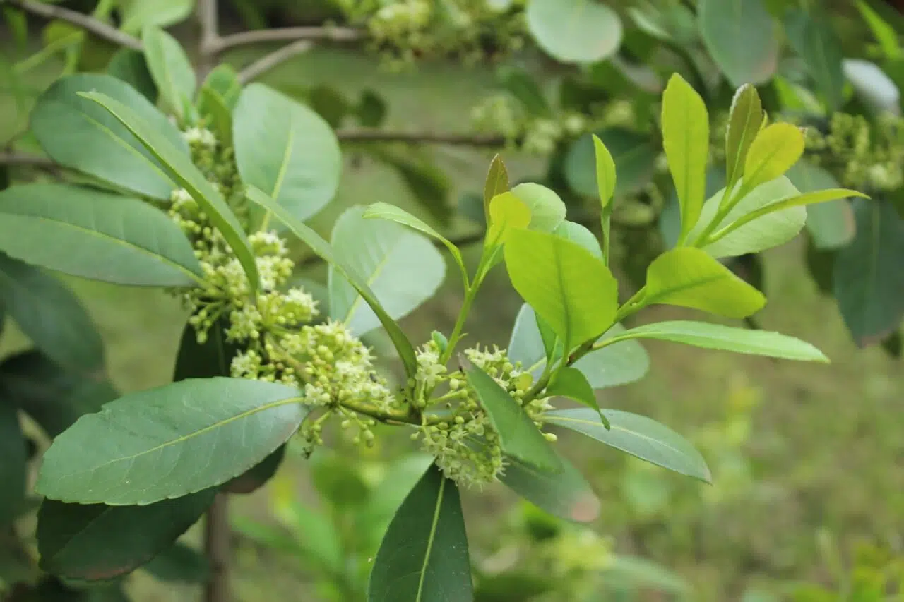 Cesmína paraguajská (Ilex paraguariensis)