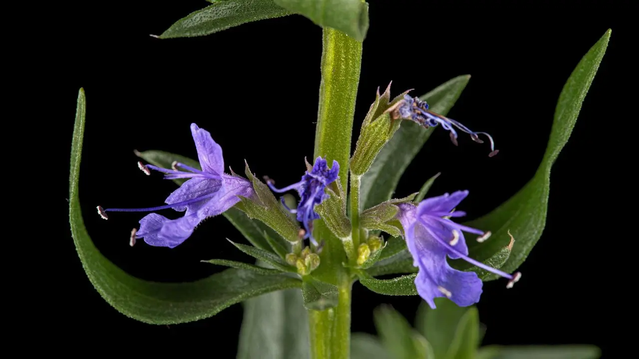Yzop lekársky (Hyssopus officinalis)