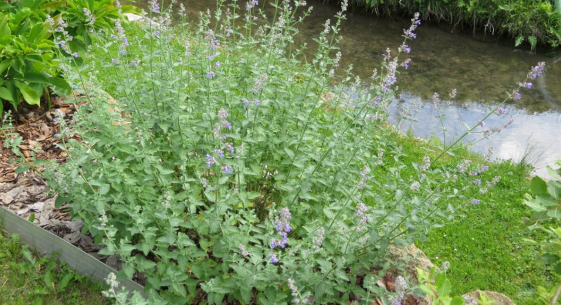 Šanta mačacia (Nepeta cataria)