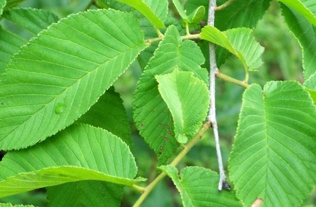 Sliznatý brest (Ulmus rubra)