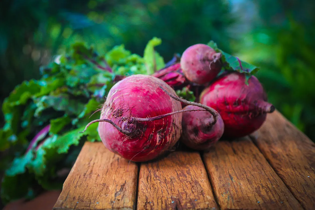 Repa červená (Beta vulgaris)