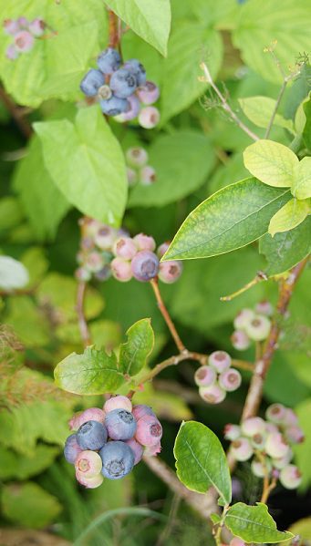 Čučoriedka kanadská (Vaccinium corymbosum)