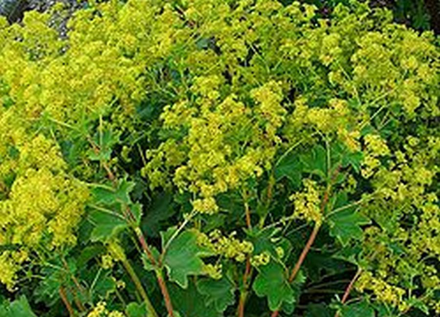 Alchemilka žltozelená (Alchemilla xanthochlora)
