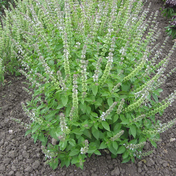 Bazalka citrónová (Ocimum citriodorum)