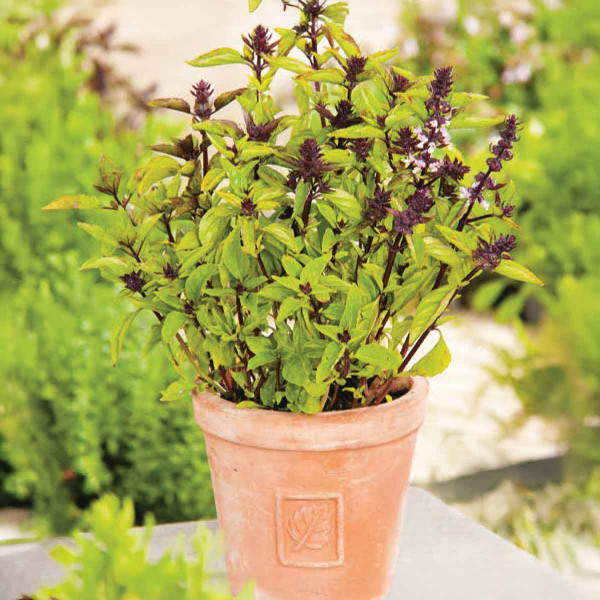 Bazalka škoricová (Ocimum basilicum var. cinnamon)