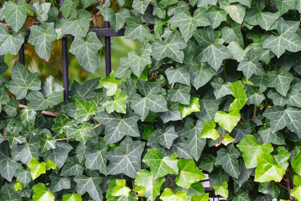 Brečtan popínavý (Hedera helix)