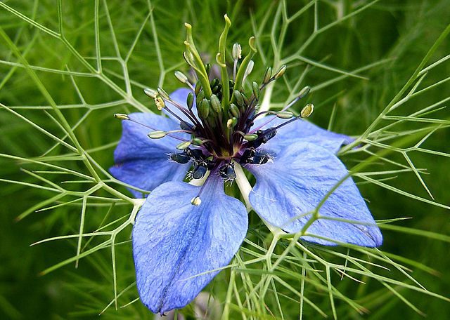 Černuška damašská (Nigella damascena)