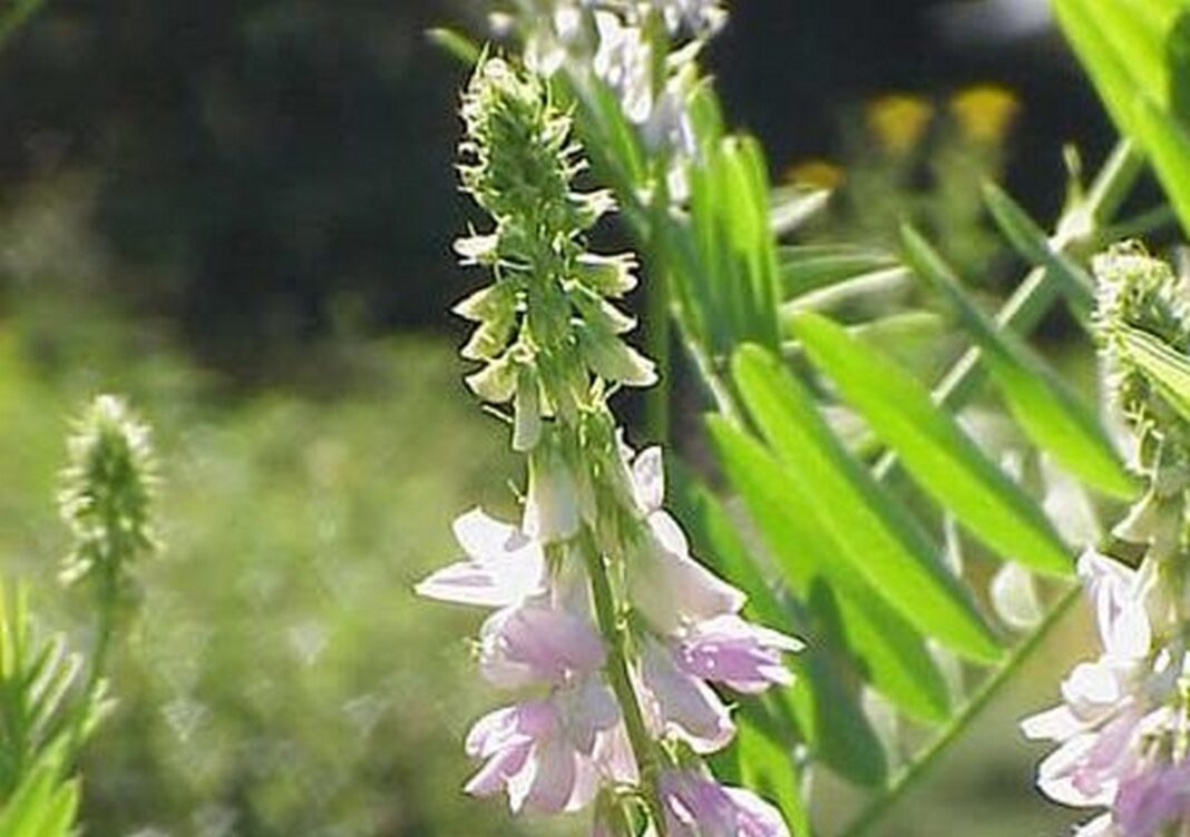 Jastrabina lekárska (Galega officinalis)