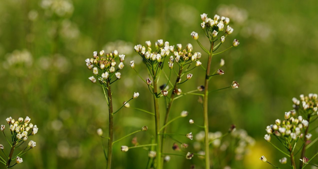 Kapsa pastierska (Capsella bursa-pastoris)