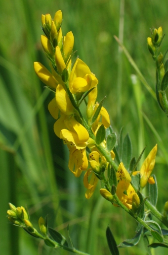 Kručinka farbiarska (Genista tinctoria)