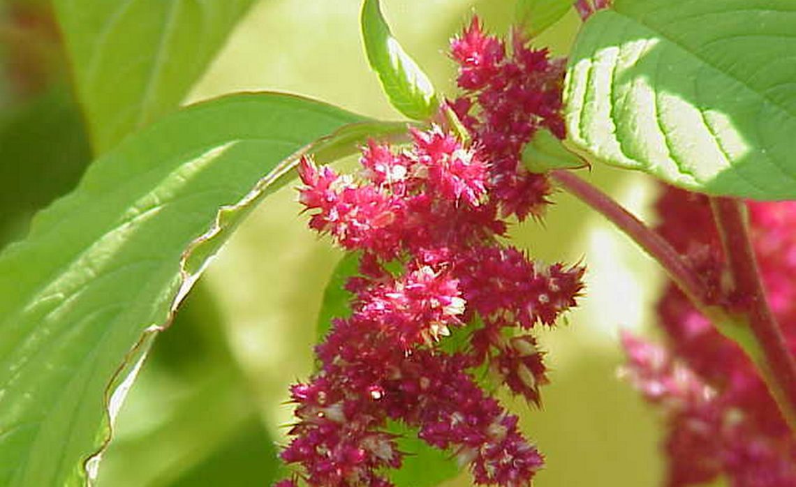 Láskavec (Amaranthus retroflexus / Amaranthus spp.)