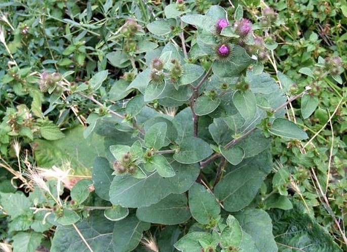 Lopúch menší (Arctium minus)