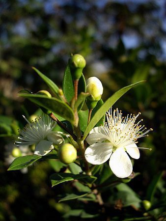 Myrta obyčajná (Myrtus communis)