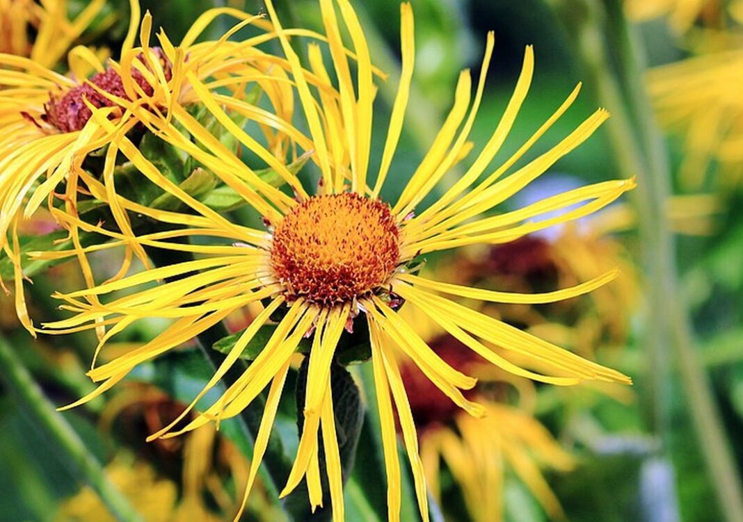 Oman pravý (Inula helenium)