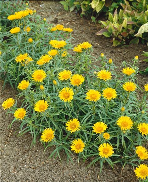 Oman mečolistý (Inula ensifolia)
