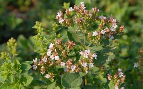 Oregáno grécke (Origanum heracleoticum)
