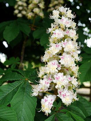 Pagaštan konský (Aesculus hippocastanum)