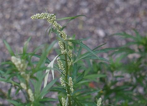 Palina čiernobyľ (Artemisia vulgaris)