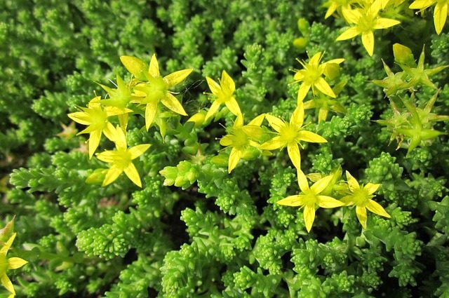 Rozchodník ostrý (Sedum acre)
