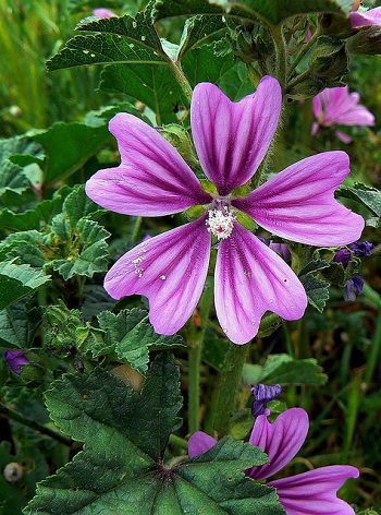 Slez lesný (Malva sylvestris)