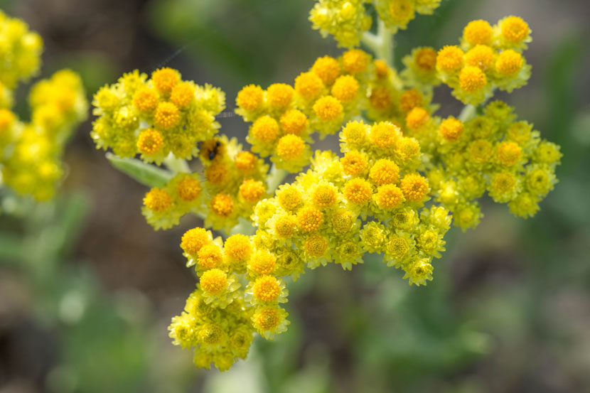 Slamiha piesočná (Helichrysum arenarium)
