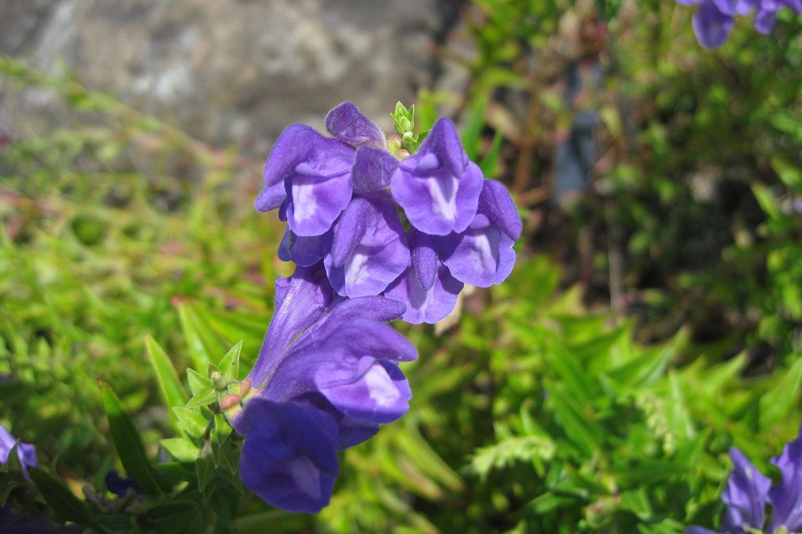 Šišiak bajkalský (Scutellaria baicalensis)