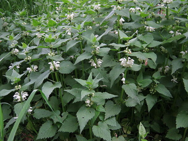 Hluchavka biela (Lamium album)
