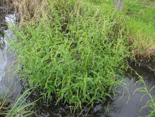 Horčiak pieprový (Persicaria hydropiper)