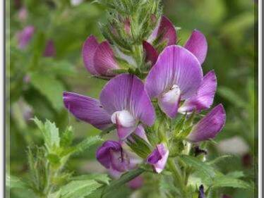 Ihlica roľná (Ononis arvensis)