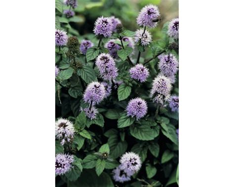 Mäta vodná (Mentha aquatica)