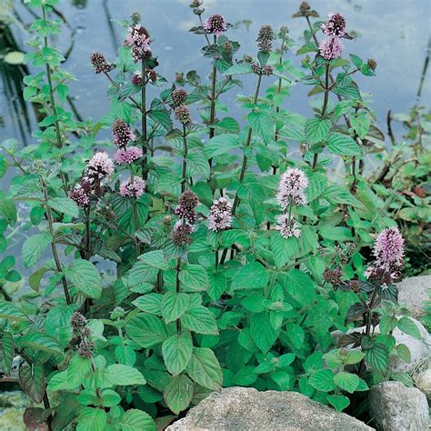 Mäta vodná (Mentha aquatica)