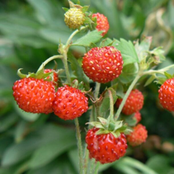 Jahoda obyčajná (Fragaria vesca)