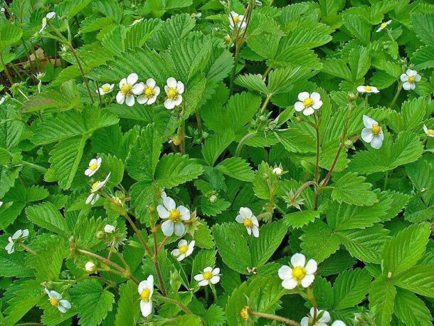 Jahoda obyčajná (Fragaria vesca)