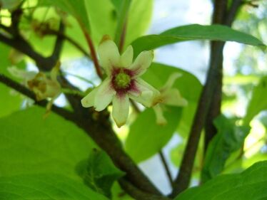 Klanopraška čínska (Schisandra chinensis)