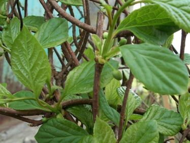 Klanopraška čínska (Schisandra chinensis)