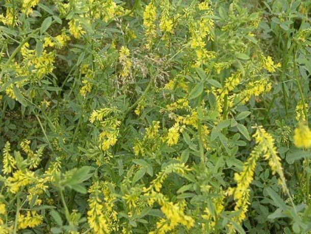 Komonica lekárska (Melilotus officinalis)