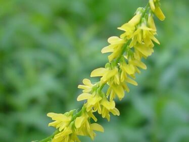 Komonica lekárska (Melilotus officinalis)