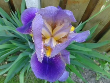 Kosatec nemecký (Iris germanica)