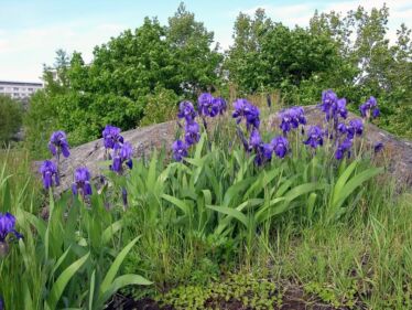 Kosatec nemecký (Iris germanica)