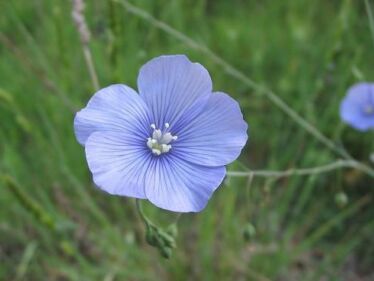 Ľan siaty (Linum usitatissimum)
