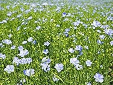 Ľan siaty (Linum usitatissimum)
