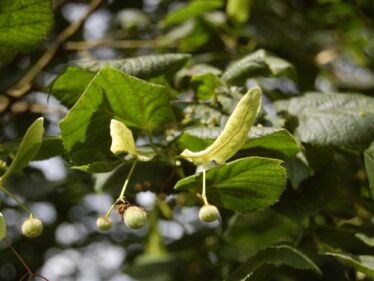Lipa veľkolistá (Tilia platyphyllos)