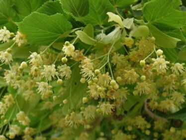 Lipa veľkolistá (Tilia platyphyllos)