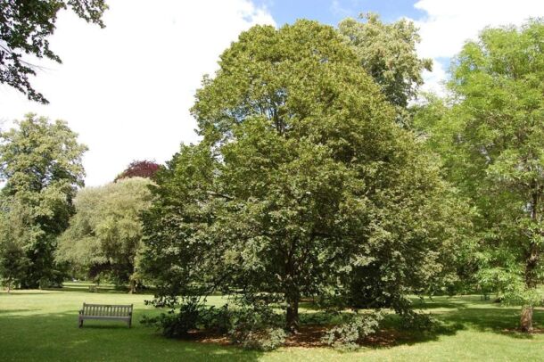 Lipa veľkolistá (Tilia platyphyllos)