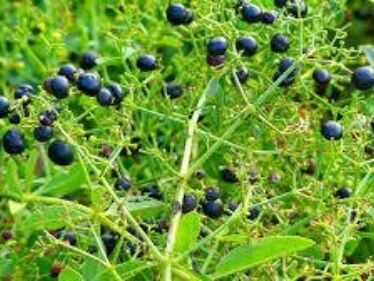 Marena farbiarska (Rubia tinctorum)