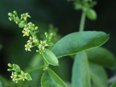 Marena farbiarska (Rubia tinctorum)