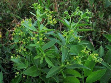 Marena farbiarska (Rubia tinctorum)